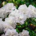 White Flowering Evergreen Azalea 3 Gallon P853681
