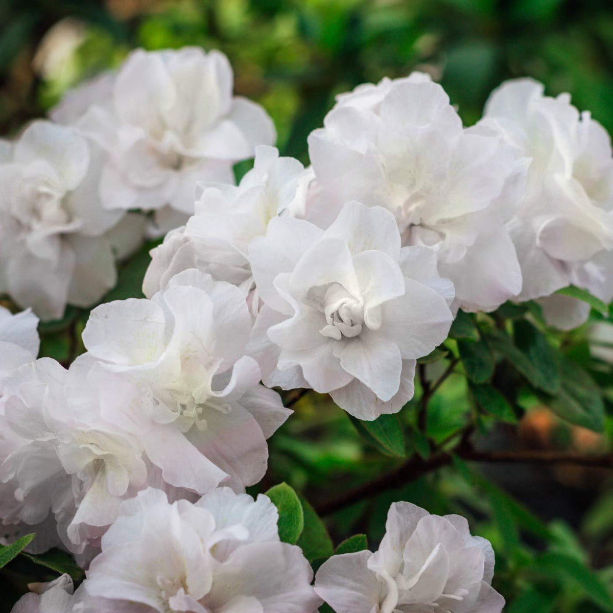 White Flowering Evergreen Azalea 3 Gallon P853681