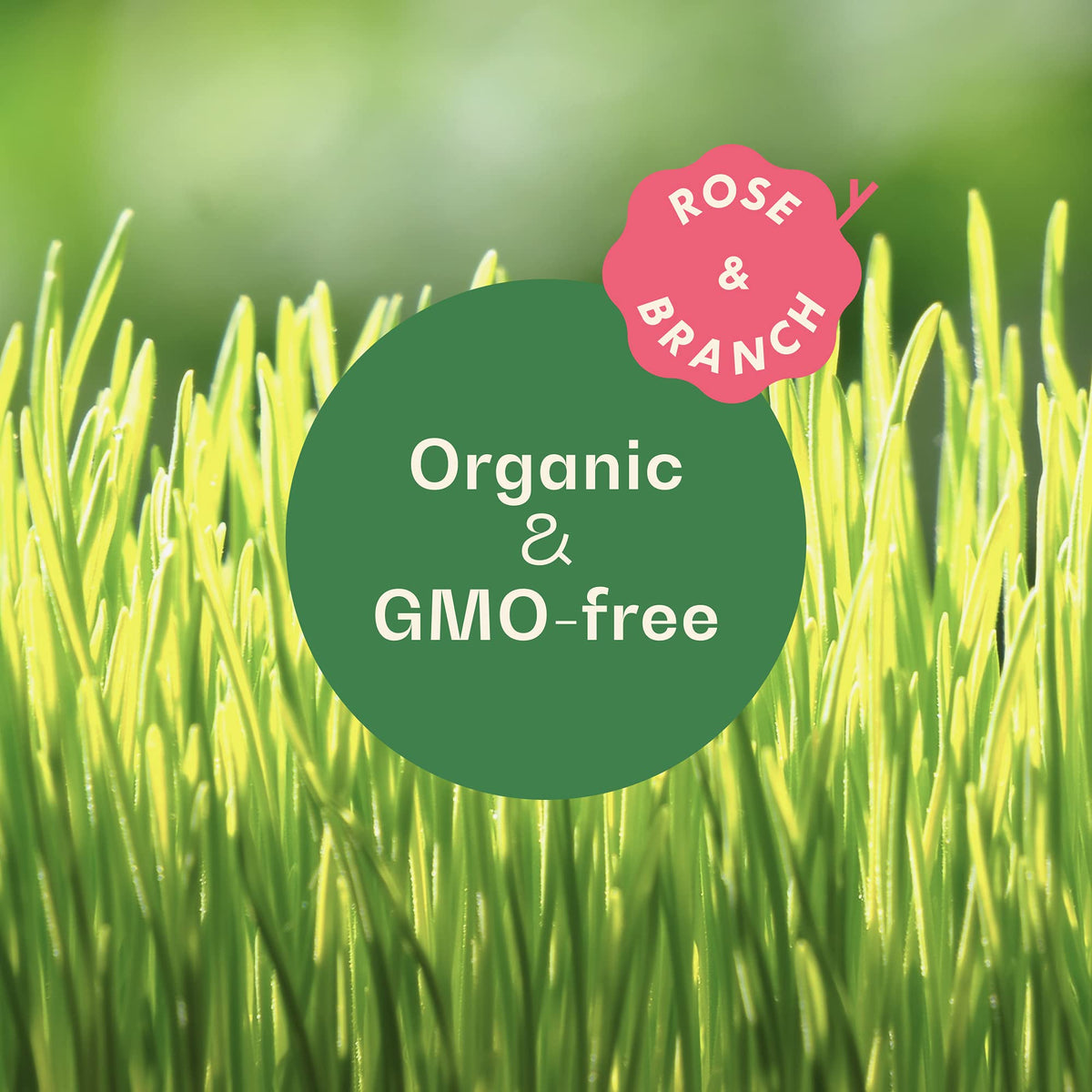 Organic Wheat Grass Seeds 16 Ounces N3875
