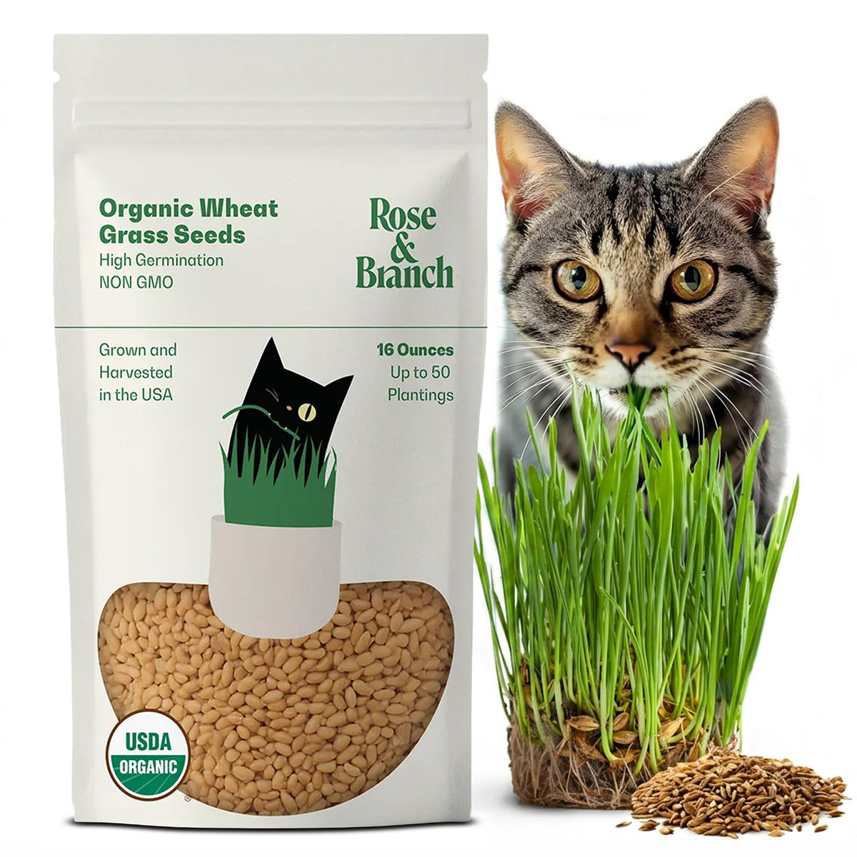 Organic Wheat Grass Seeds 16 Ounces N3875