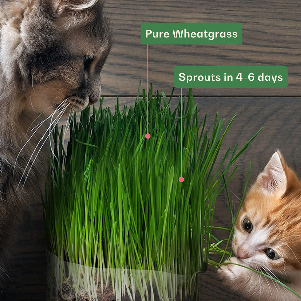Organic Wheat Grass Seeds 16 Ounces N3875